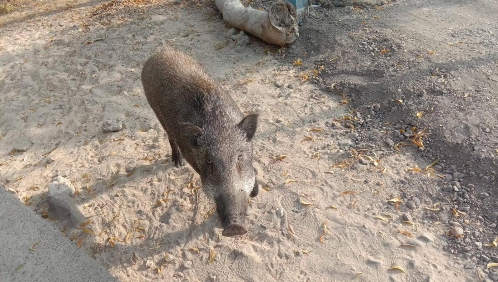 Umah Kayu 2-Menjangan Homestay Banyuwedang Zewnętrze zdjęcie